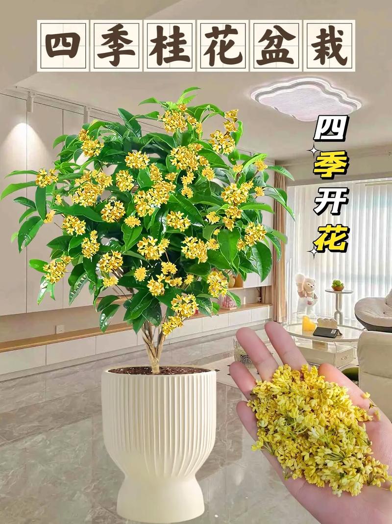 桂花树品种有哪些?看图识别!-图3 桂花树品种有哪些?看图识别!-图3