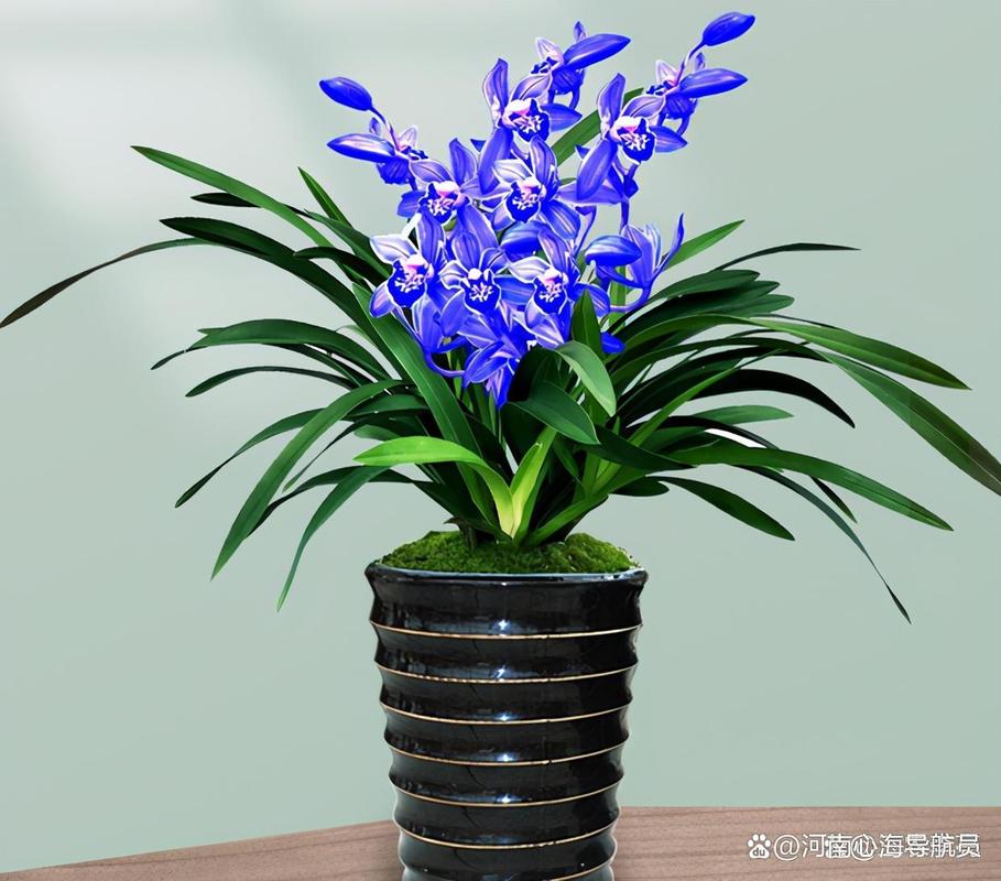 君子兰哪个品种颜值最高?-图3 君子兰哪个品种颜值最高?-图3