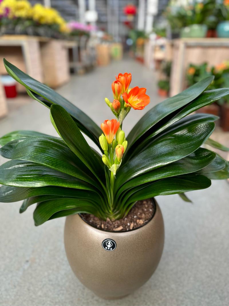 君子兰哪个品种颜值最高?-图2 君子兰哪个品种颜值最高?-图2