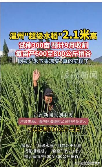 新品种水稻一亩产量究竟有多高？-图1