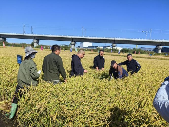 新品种水稻一亩产量究竟有多高？-图2