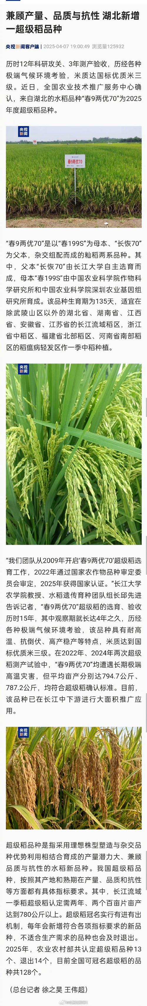 新品种水稻一亩产量究竟有多高？-图3