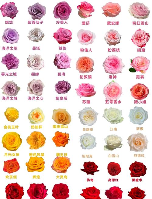 玫瑰花有哪一些品种-图2