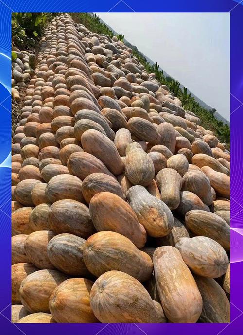 夏季种密本南瓜，技术要点有哪些？-图1