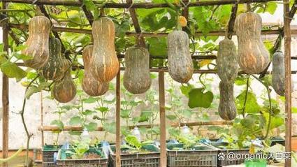 夏季种密本南瓜，技术要点有哪些？-图2