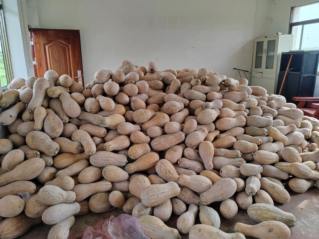 夏季种密本南瓜，技术要点有哪些？-图3