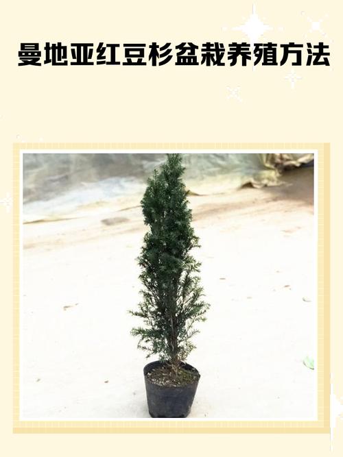 红豆杉种植技术要点有哪些？-图1