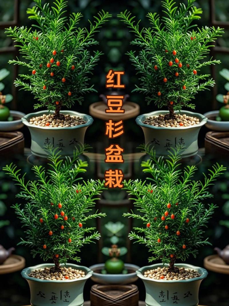 红豆杉种植技术要点有哪些？-图2