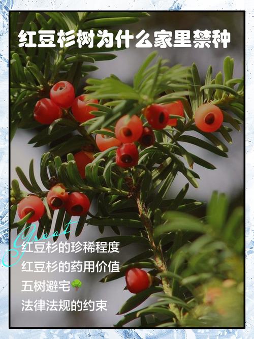 红豆杉种植技术要点有哪些？-图3