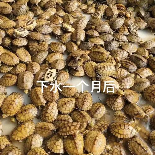 金钱龟与石金钱价格差异有多大？-图2