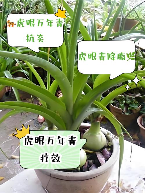 虎眼万年青有哪些常见品种？-图2