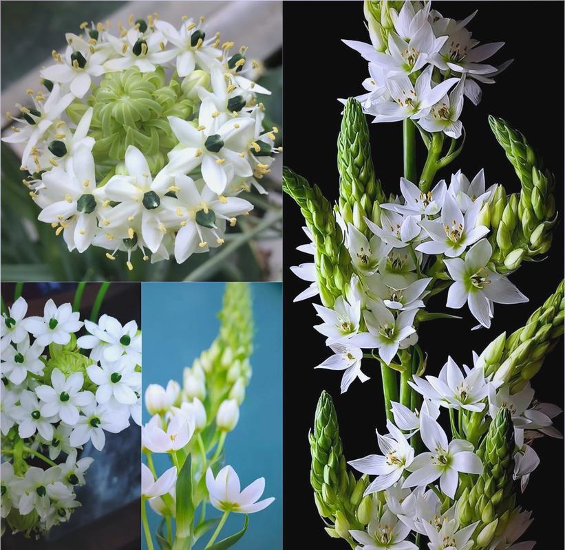 虎眼万年青有哪些常见品种？-图1