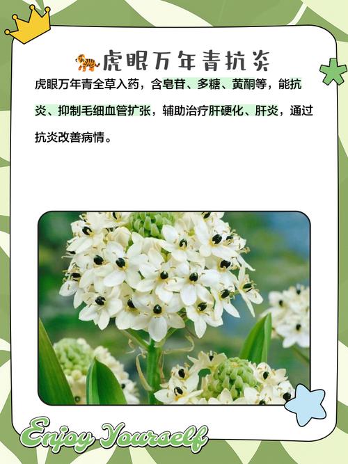 虎眼万年青有哪些常见品种？-图3