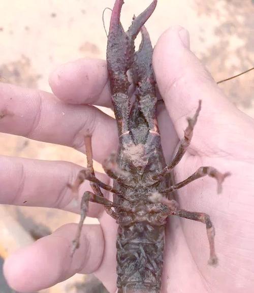 藕田龙虾怎么养？技术要点有哪些？-图1