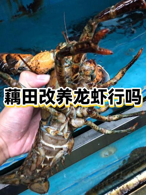 藕田龙虾怎么养？技术要点有哪些？-图2