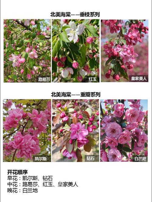 海棠花哪个品种更值得种植？-图1
