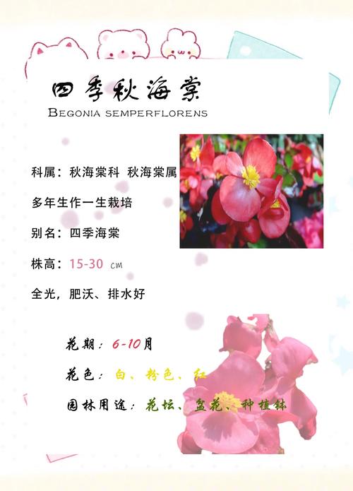 海棠花哪个品种更值得种植？-图2