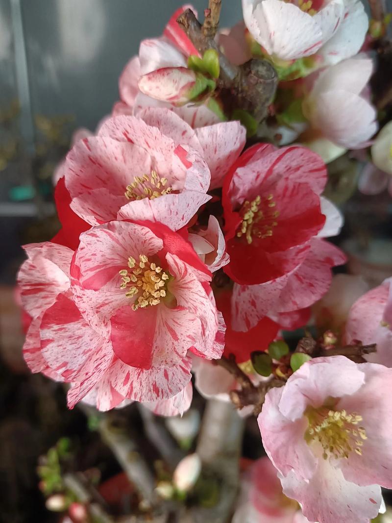 海棠花哪个品种更值得种植？-图3