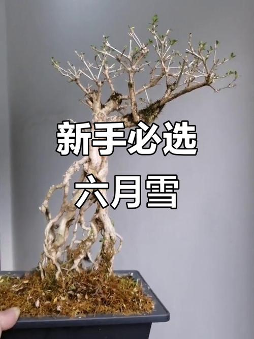 六月雪有哪些常见品种？-图2