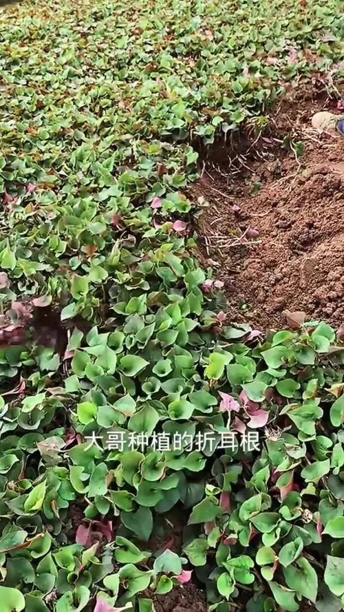 折耳根的种植技术视频-图1
