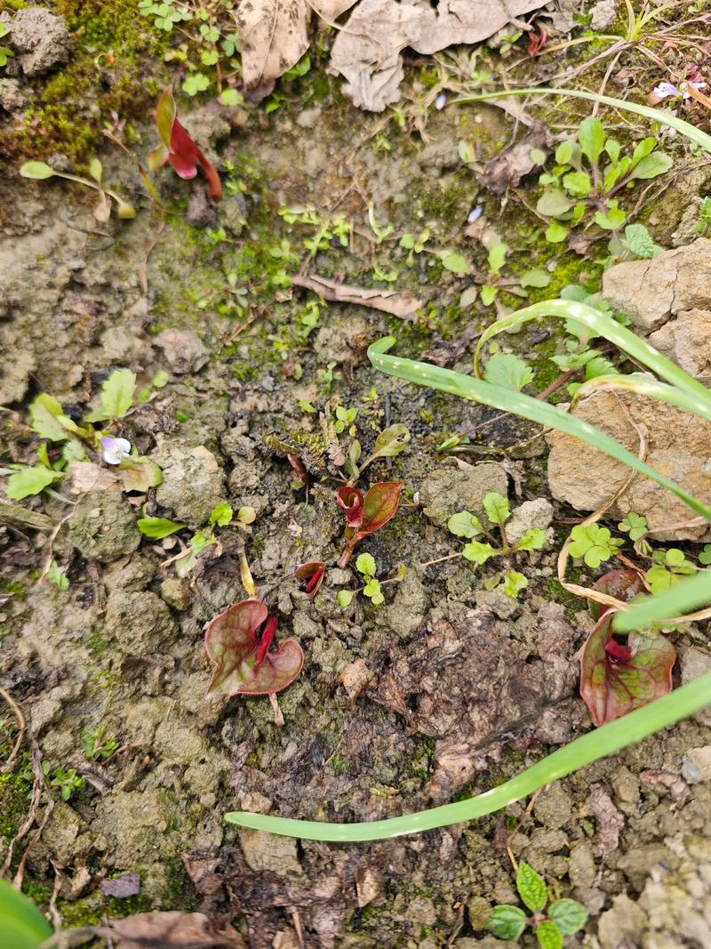 折耳根的种植技术视频-图2