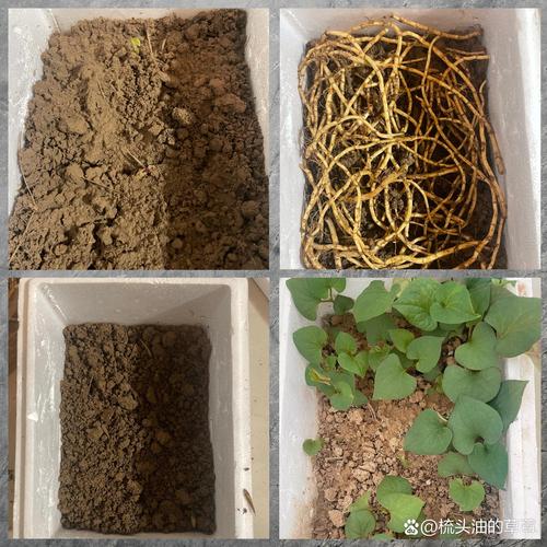 折耳根的种植技术视频-图3