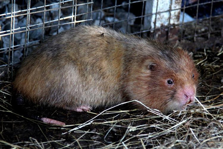 四川竹鼠种苗价格多少钱一对？-图1