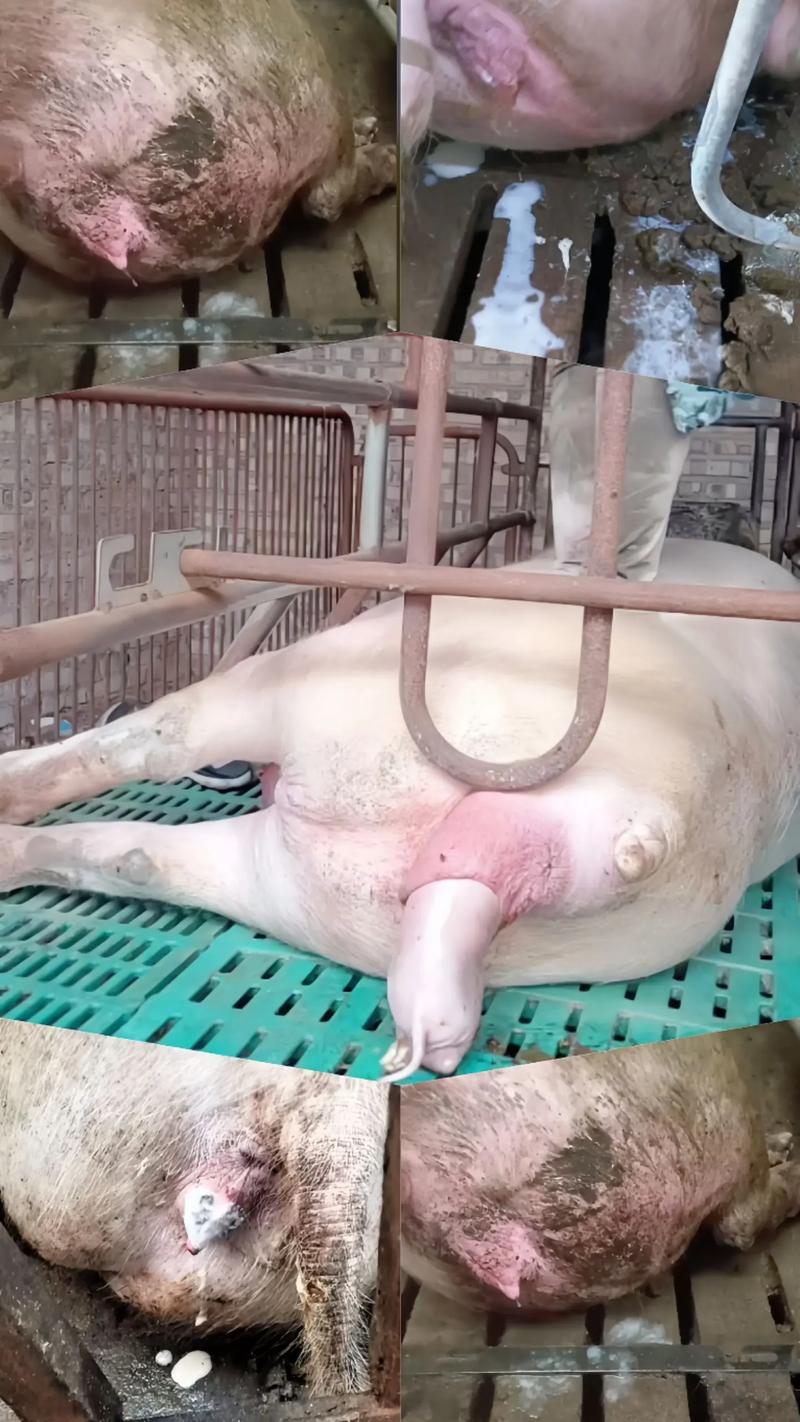 科学种猪母猪养殖技术有哪些核心要点？-图1