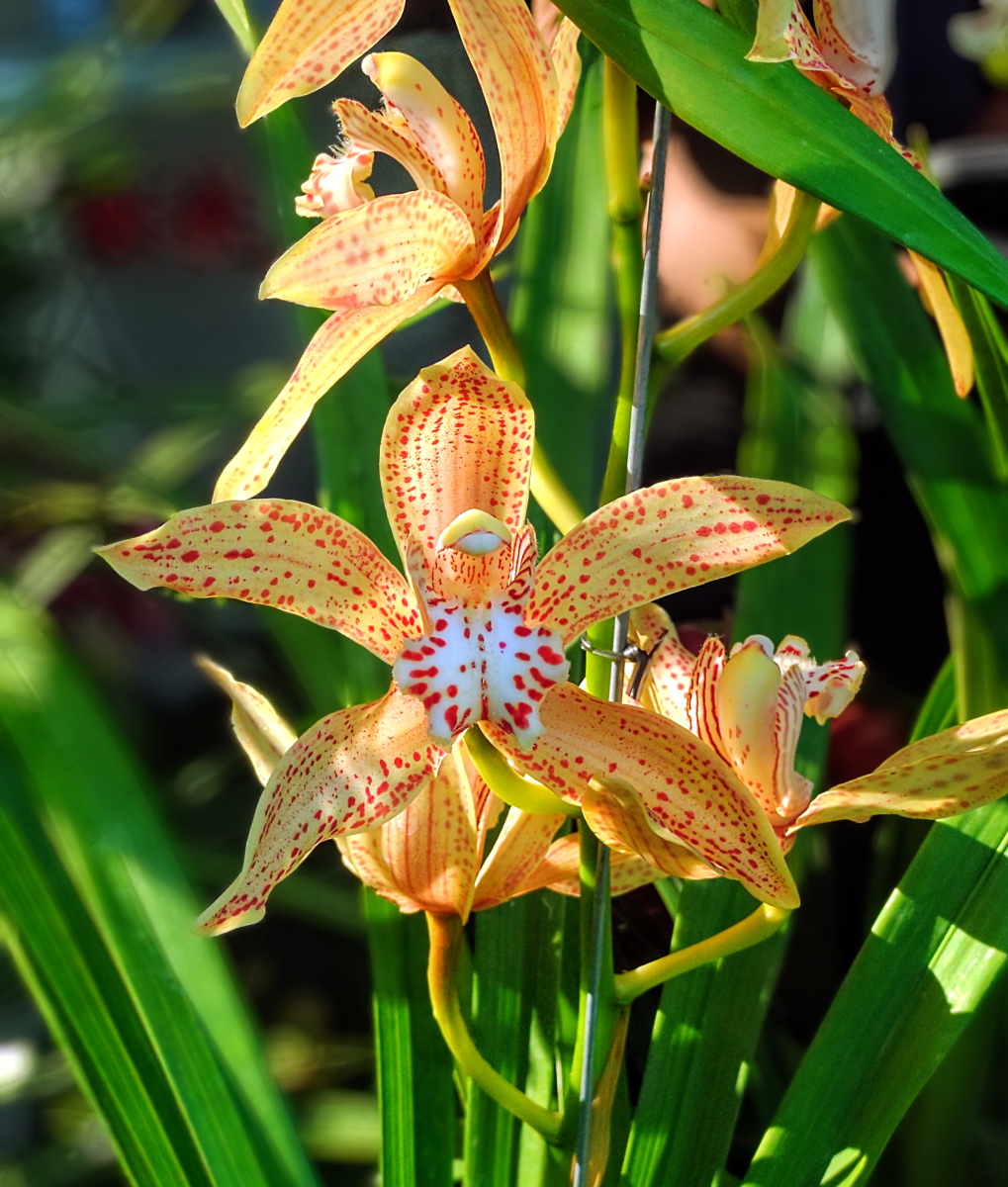 兰花四季品种如何区分养护？-图1