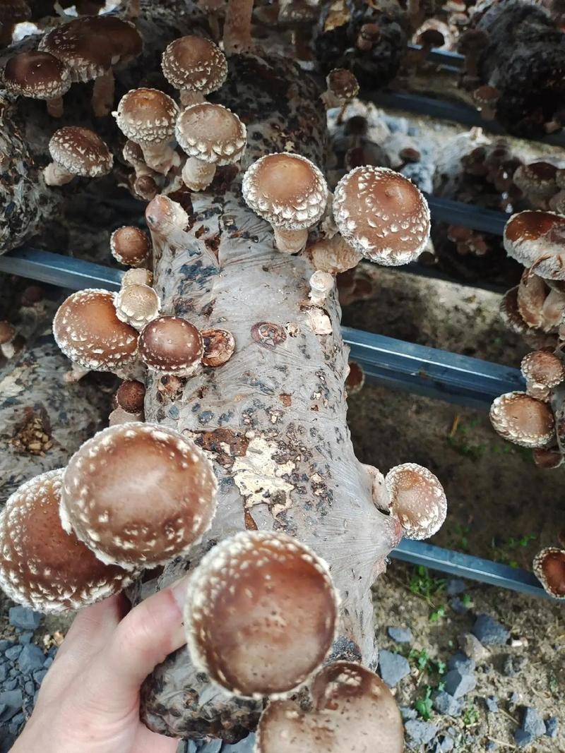 香菇种植技术有哪些科技突破？-图1