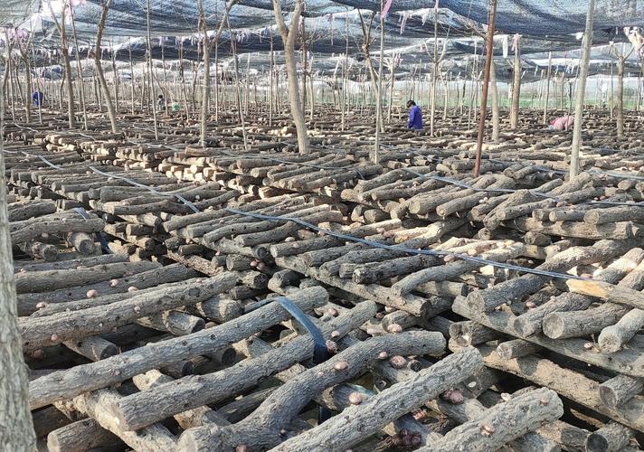 香菇种植技术有哪些科技突破？-图2