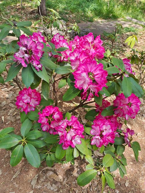 百花山杜鹃花有哪些独特品种？-图2