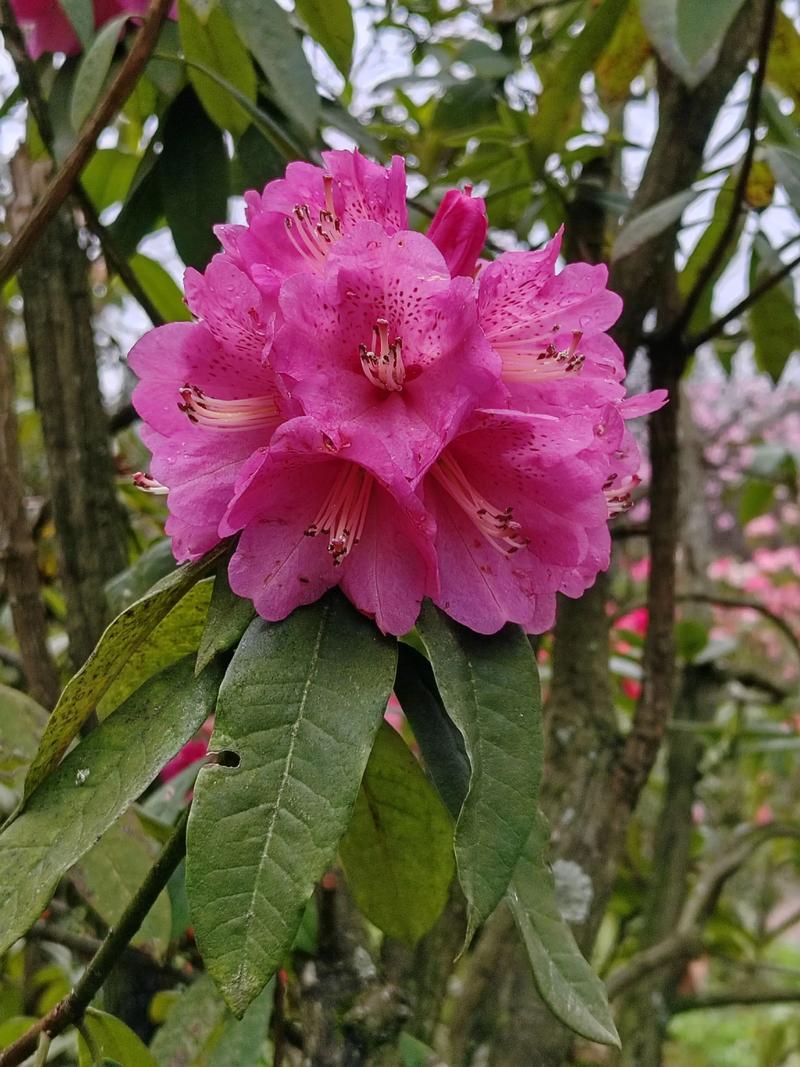 百花山杜鹃花有哪些独特品种？-图1