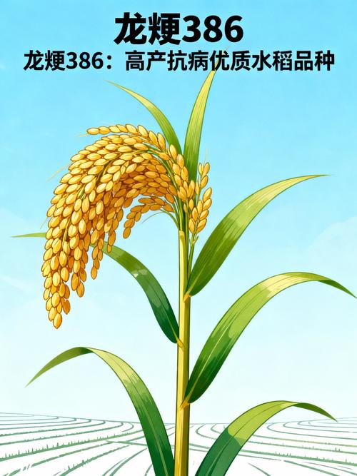 龙粳39品种表现如何？-图1