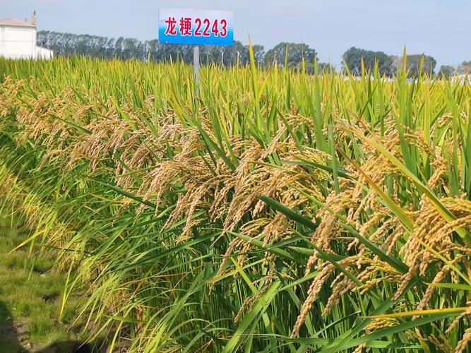 龙粳39品种表现如何？-图3
