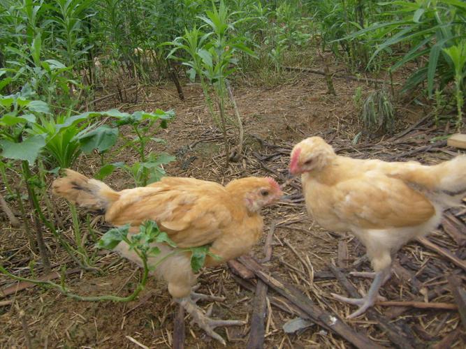 山野鸡苗养殖技术视频怎么学？-图1