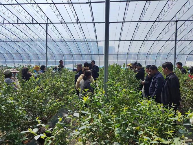 大棚草莓种植技术培训有何要点？-图1