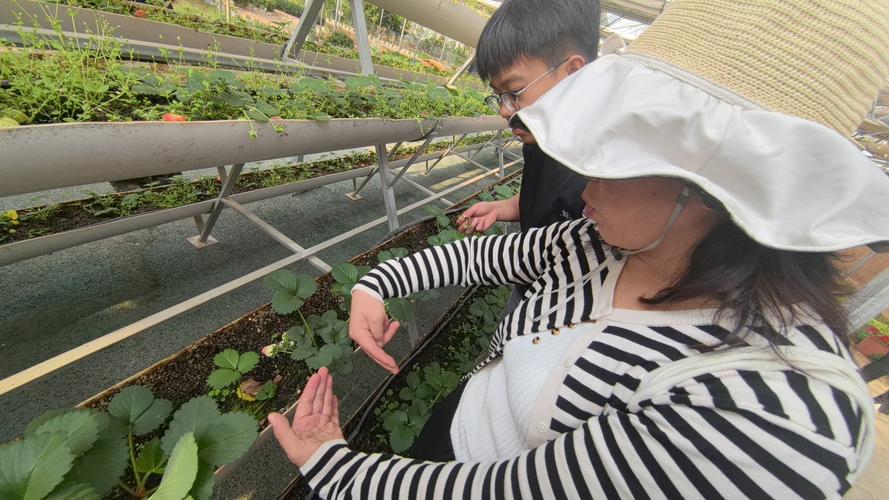 大棚草莓种植技术培训有何要点？-图2