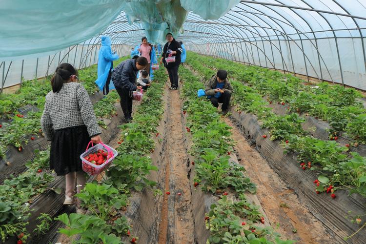 大棚草莓种植技术培训有何要点？-图3