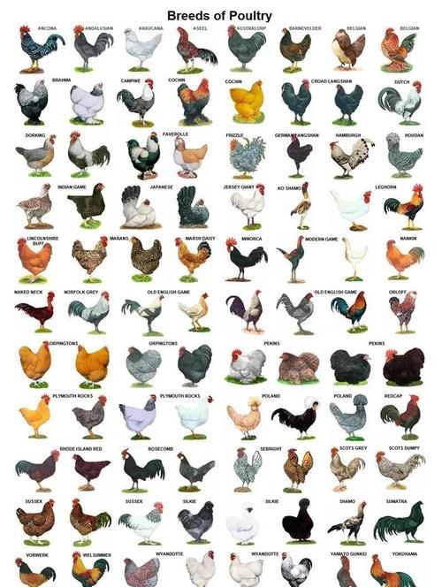 特种养殖品种有哪些？-图1