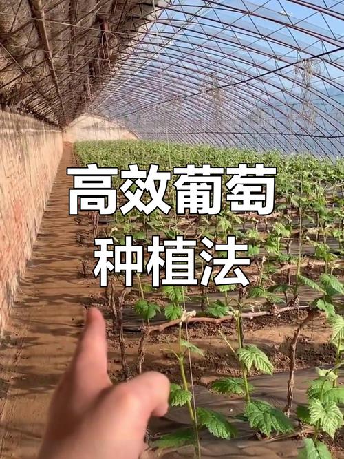 葡萄无土栽培技术视频如何操作？-图2