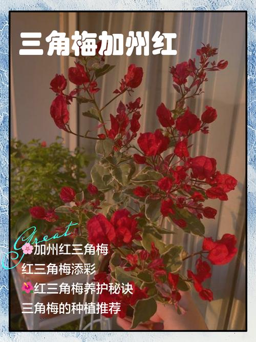 红色三角梅有哪些热门品种？-图2