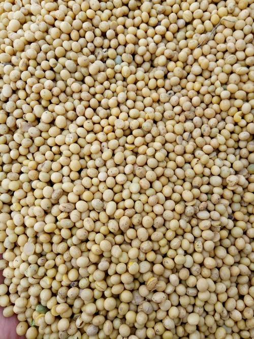 河南今日大豆收购价多少？-图3