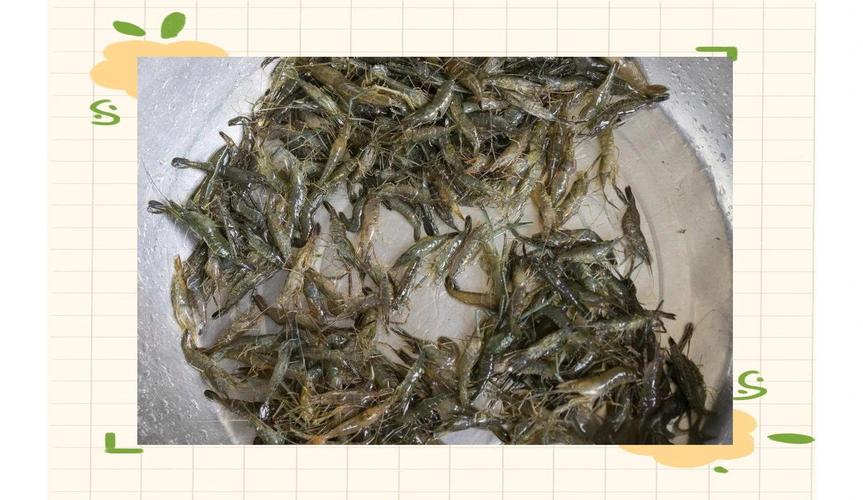 螃蟹青虾养殖技术视频怎么学？-图3