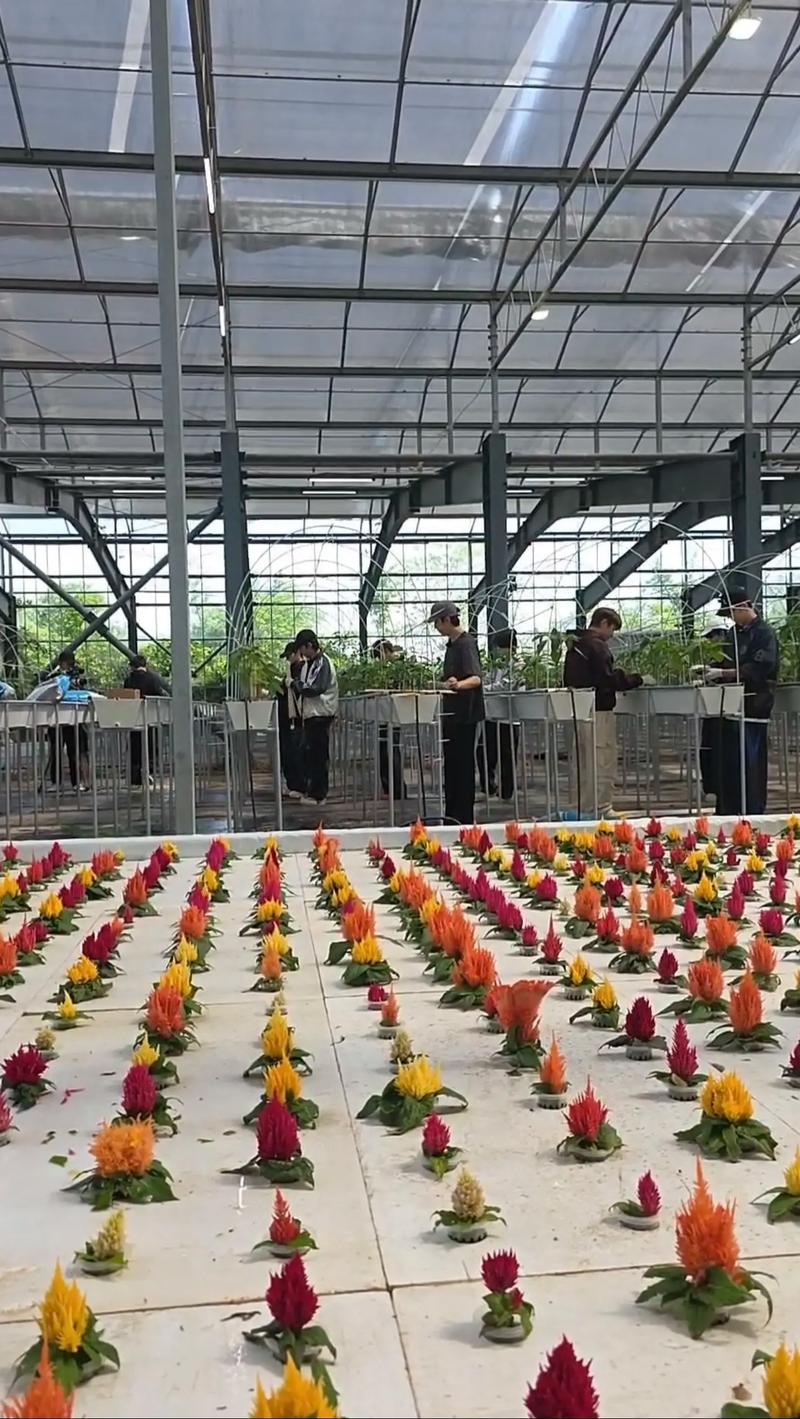 大棚多肉种植技术加盟-图2