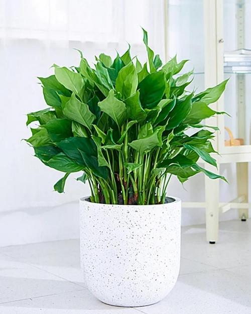 万年青有哪些常见品种？-图2