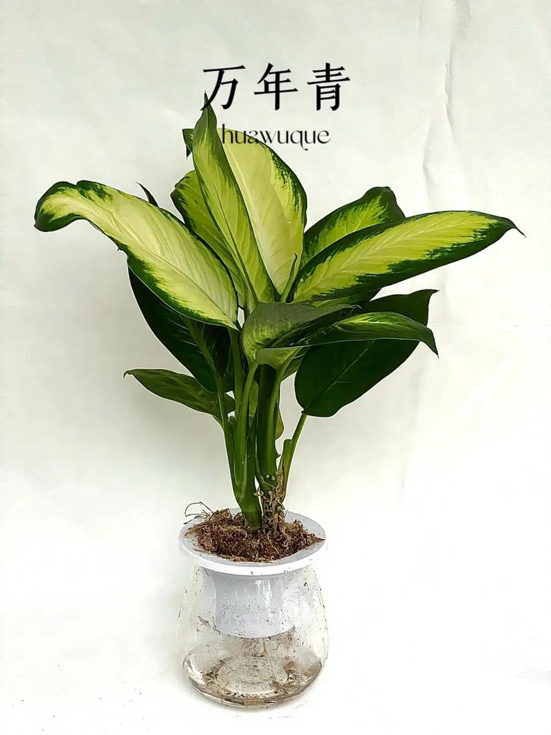 万年青有哪些常见品种？-图3