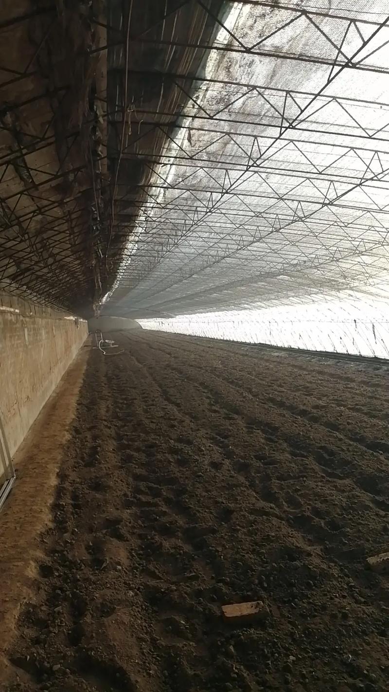 东北林蛙大棚养殖技术-图1