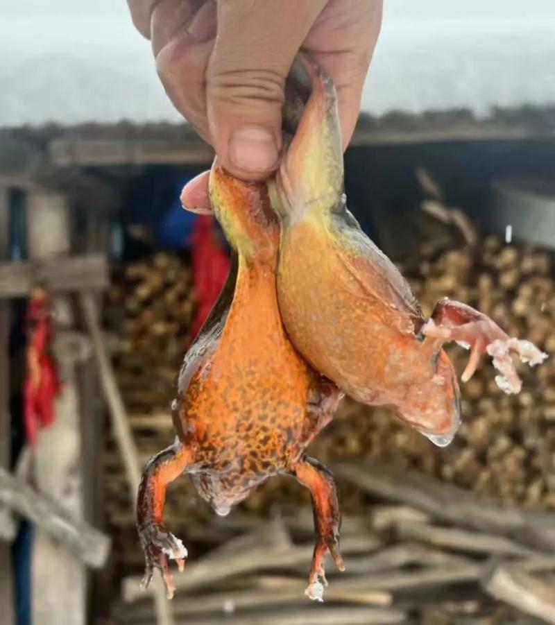 东北林蛙大棚养殖技术-图2