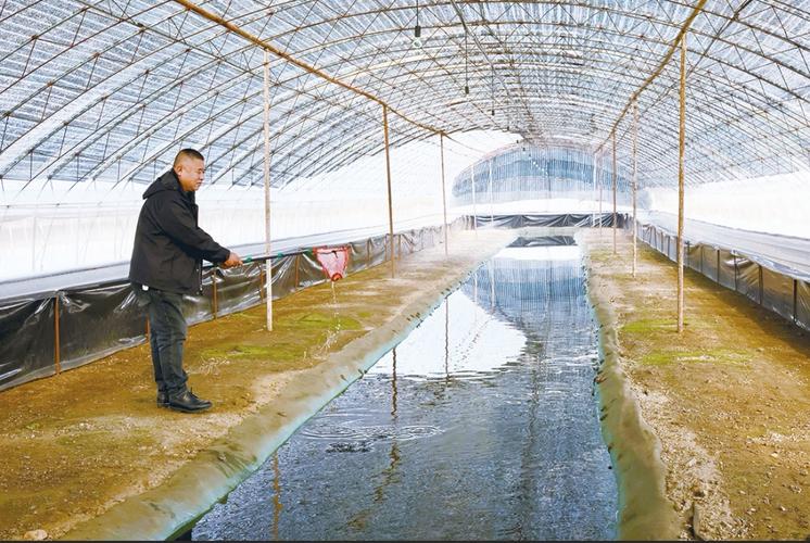 东北林蛙大棚养殖技术-图3